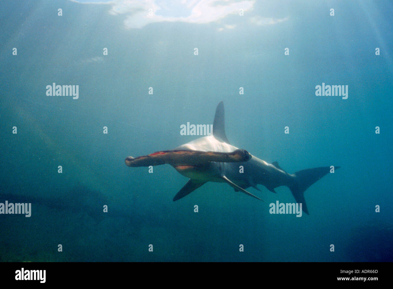 Scalloped hammerhead shark Sphyrna lewini Kaneohe Bay Oahu Hawaii N