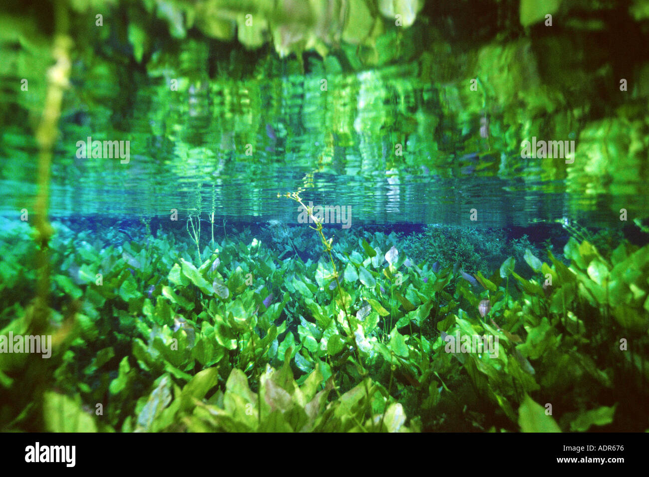 Freshwater plants and crystal clear water in national freshwater spring