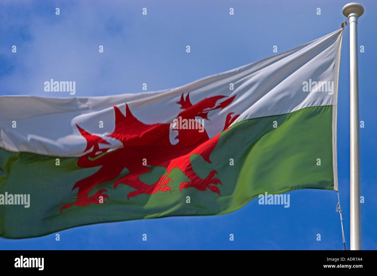 Welsh Flag blowing in the wind, Wales Stock Photo