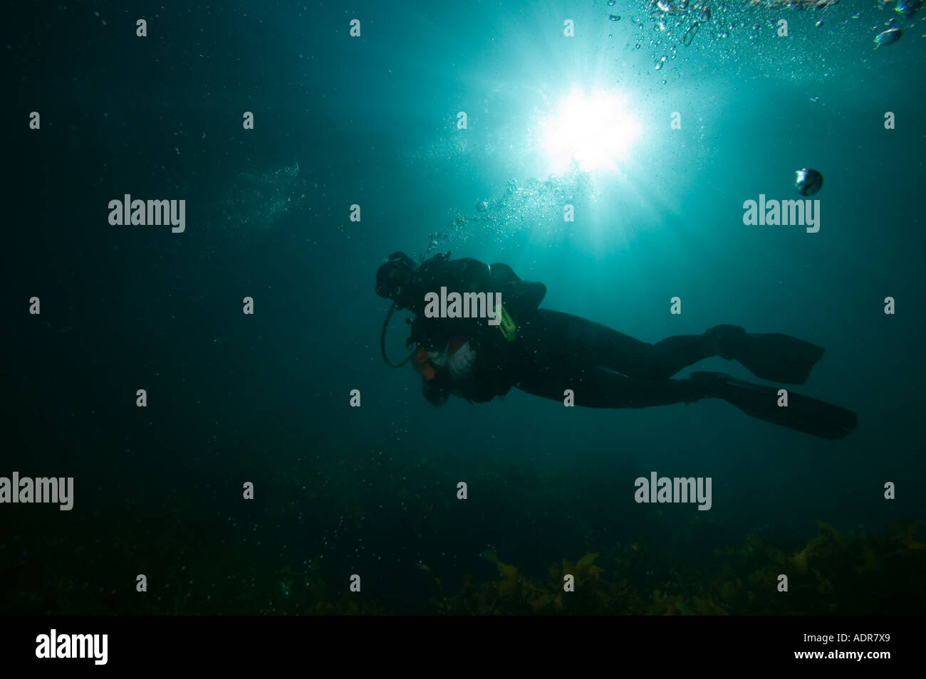 New Zealand North Island Poor Knights Island Silhouette of scuba diver