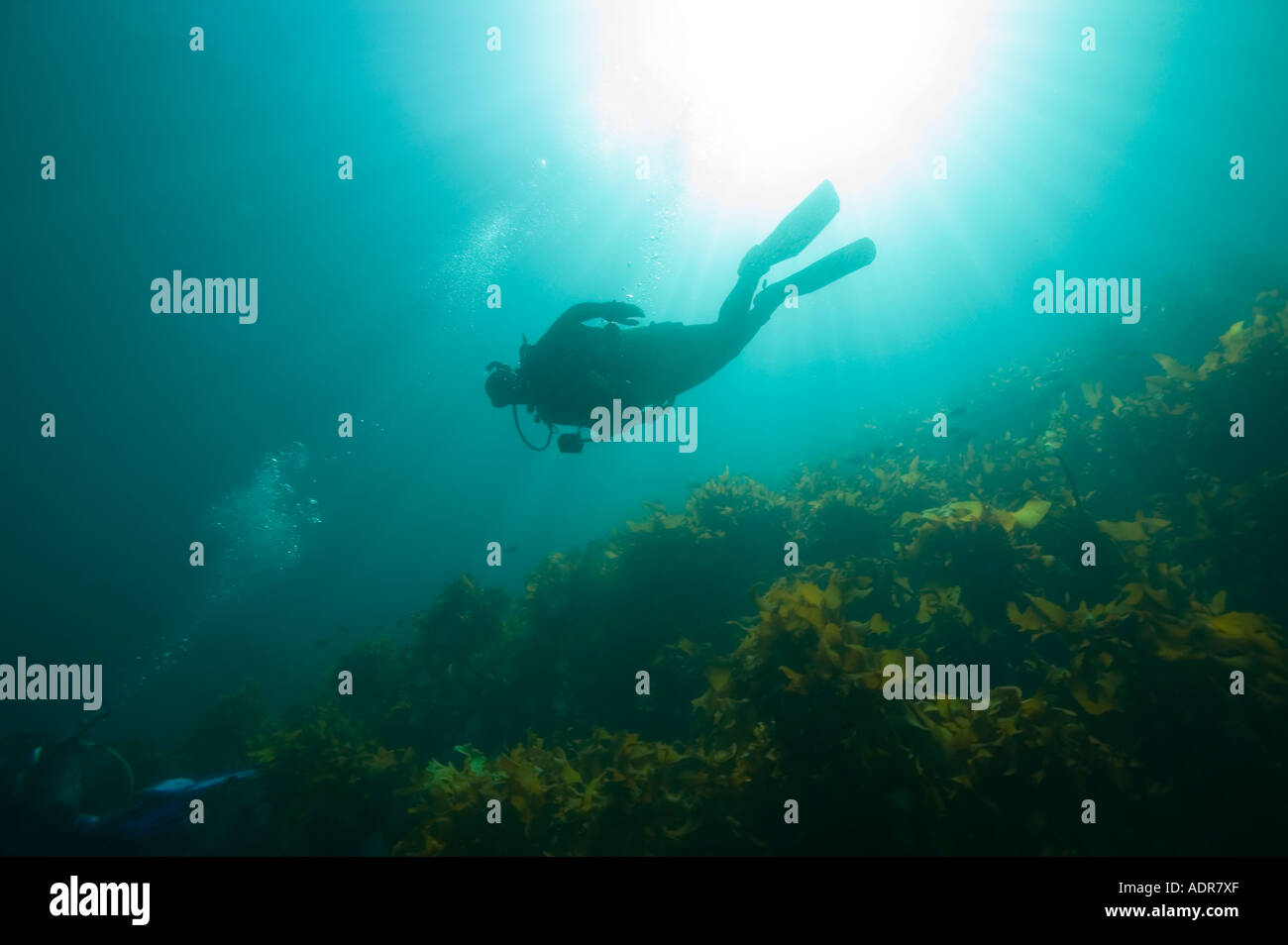 New Zealand North Island Poor Knights Island Silhouette of scuba diver