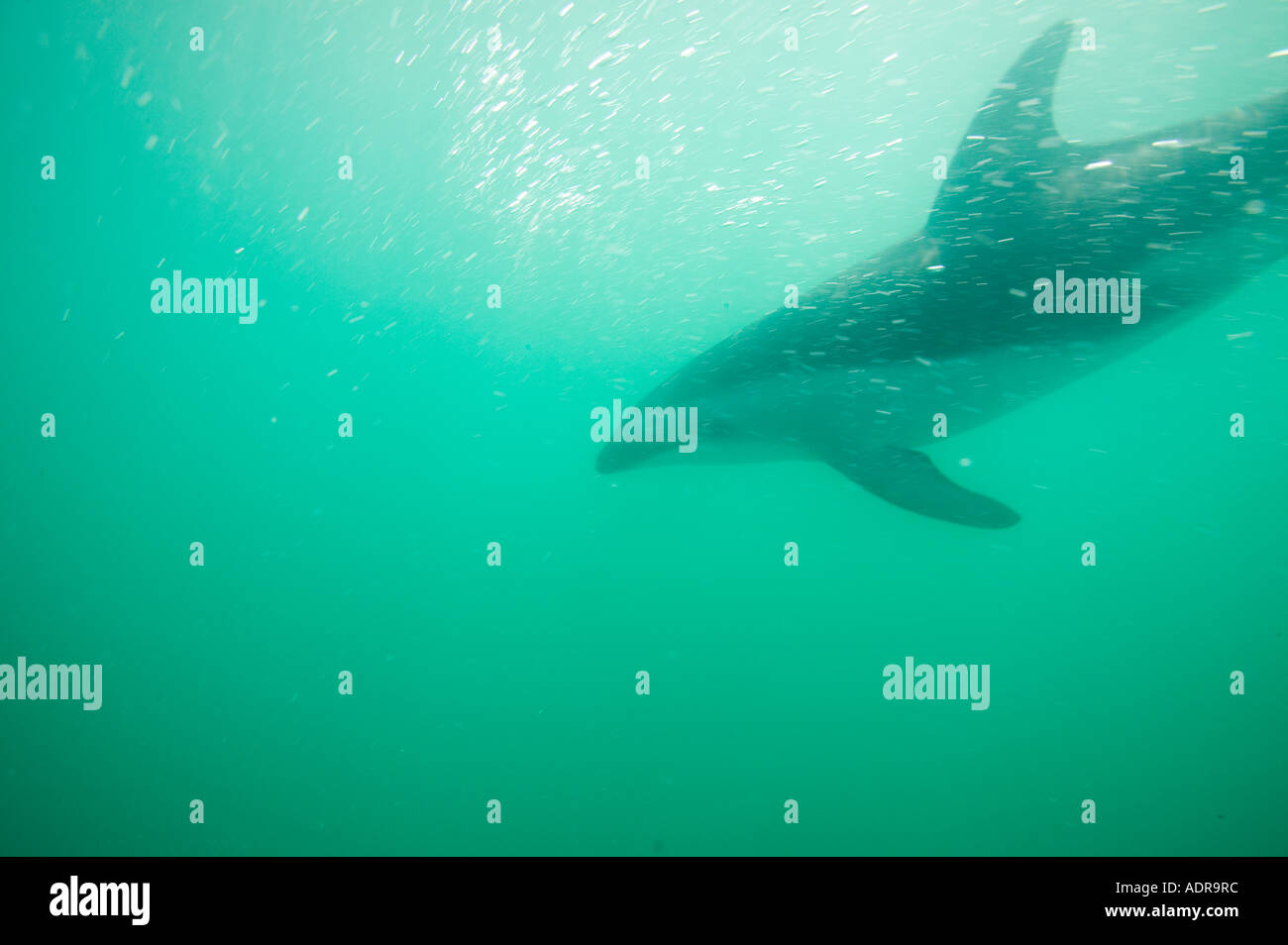 New Zealand South Island Kaikoura Underwater view of Dusky Dolphins