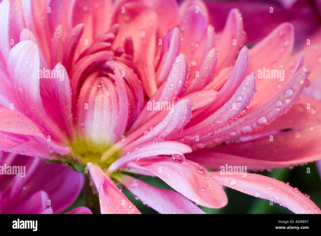Chrysanthemum Grandiflorum High Resolution Stock Photography and Images
