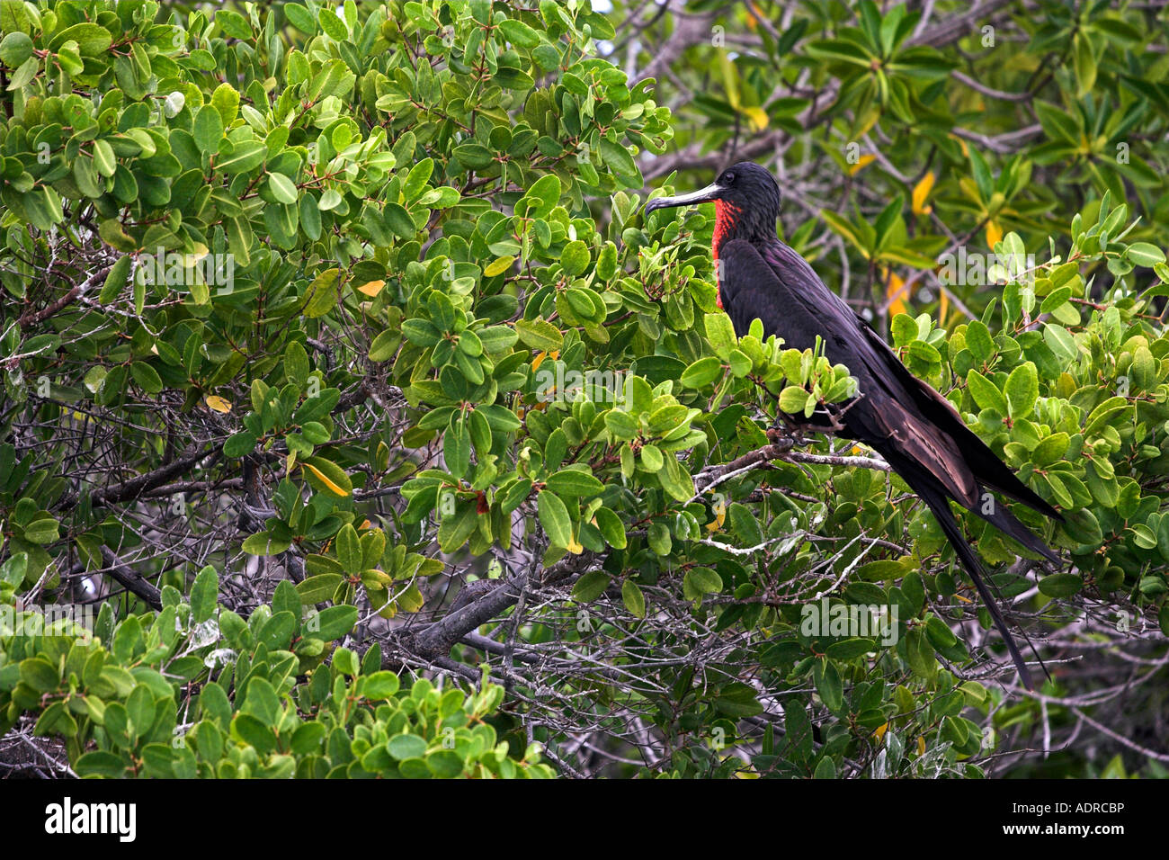 'Magnificent Frigatebird' [Fregata magnificens], [frigate bird] perched in mangrove, 'Santa Cruz', [Galapagos Islands], Ecuador Stock Photo