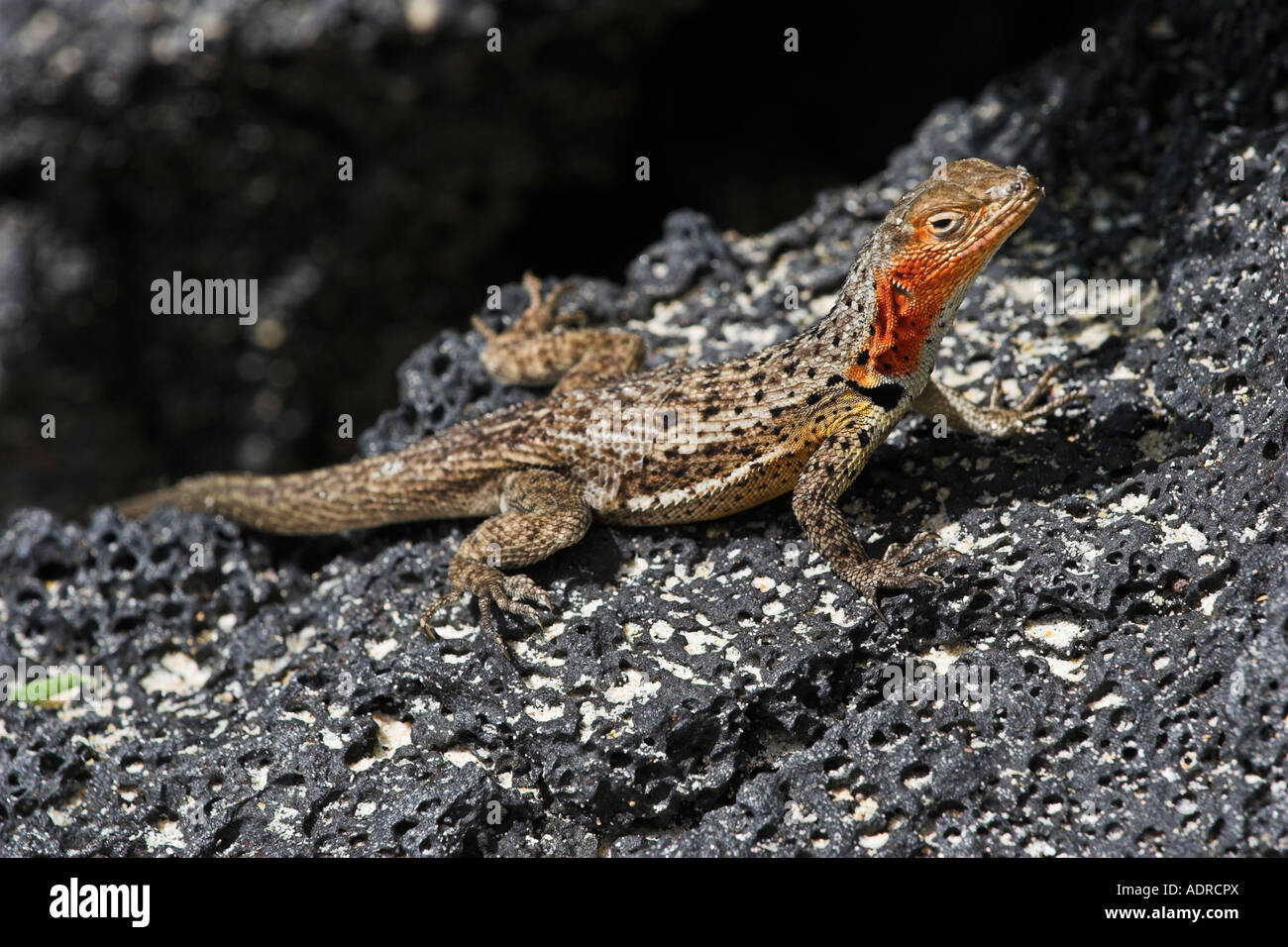 Floreana [Lava Lizard] [Microlophus grayii], small female sunbathing on volcanic rock, Floreana Island, [Galapagos Islands] Stock Photo
