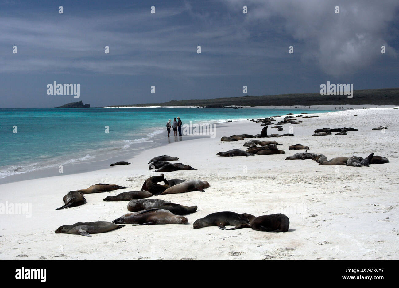 'Gardner Bay' [Espanola Island] [Galapagos Islands], beautiful white sand beach and 'sea lion' colony, Ecuador, 'South America' Stock Photo