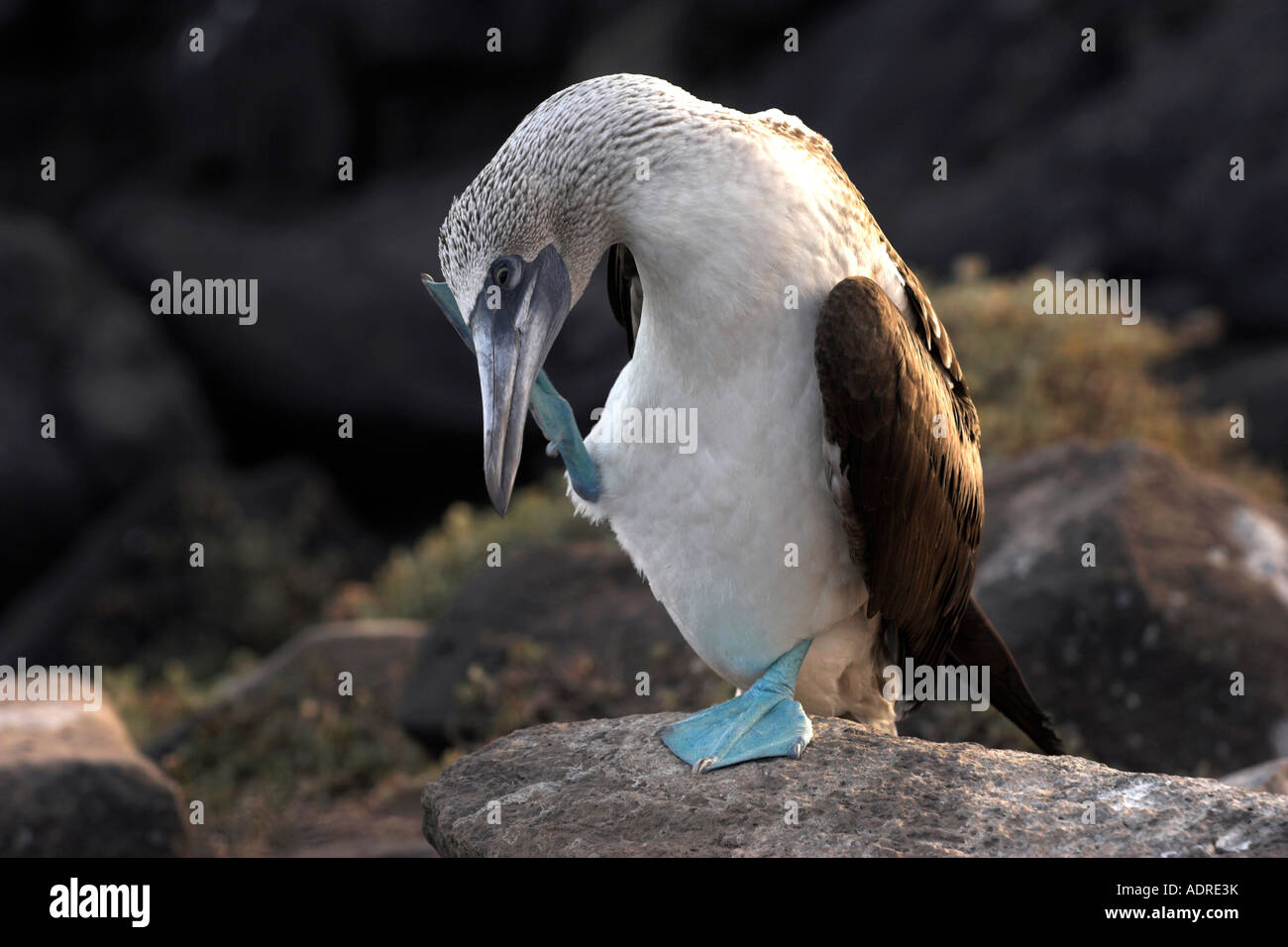 [Blue-footed Booby] [Sula nebouxii excisa] boobie bird scratching head, Espanola Island, [Galapagos Islands], Ecuador Stock Photo