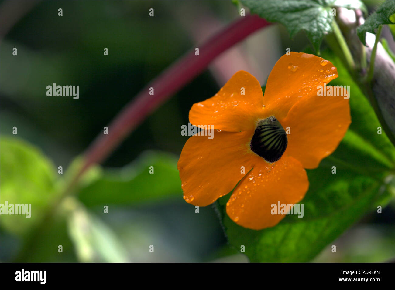 'Black-eyed Susan' Vine, [Thunbergia alata], orange wild flower 'close up', [Bellavista Cloud Forest], Ecuador, 'South America' Stock Photo