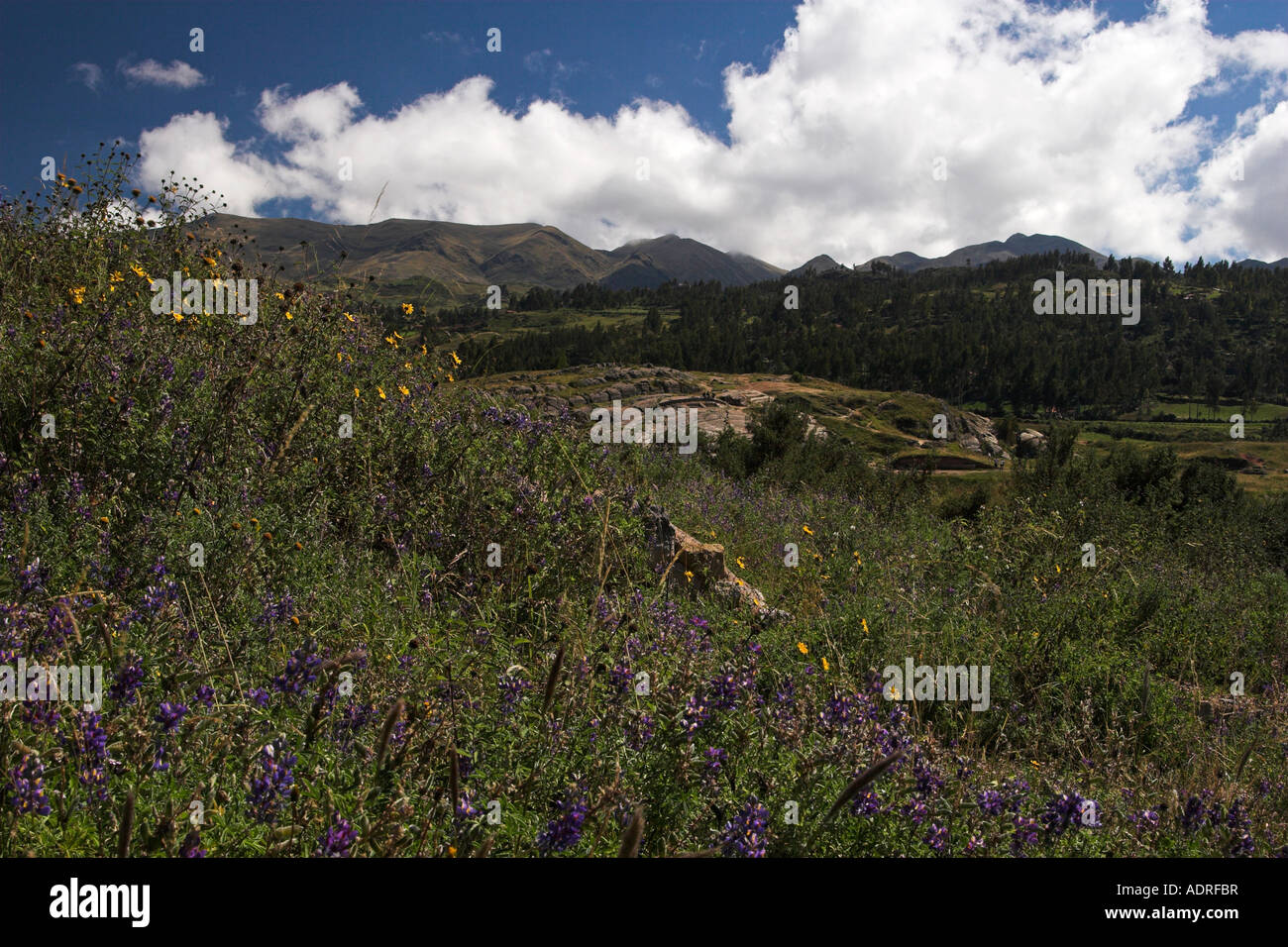 [Wild flowers] growing in Sacsayhuaman Inca ruins, Cusco (Cuzco), Peru, Andes Mountains, 'South America' Stock Photo