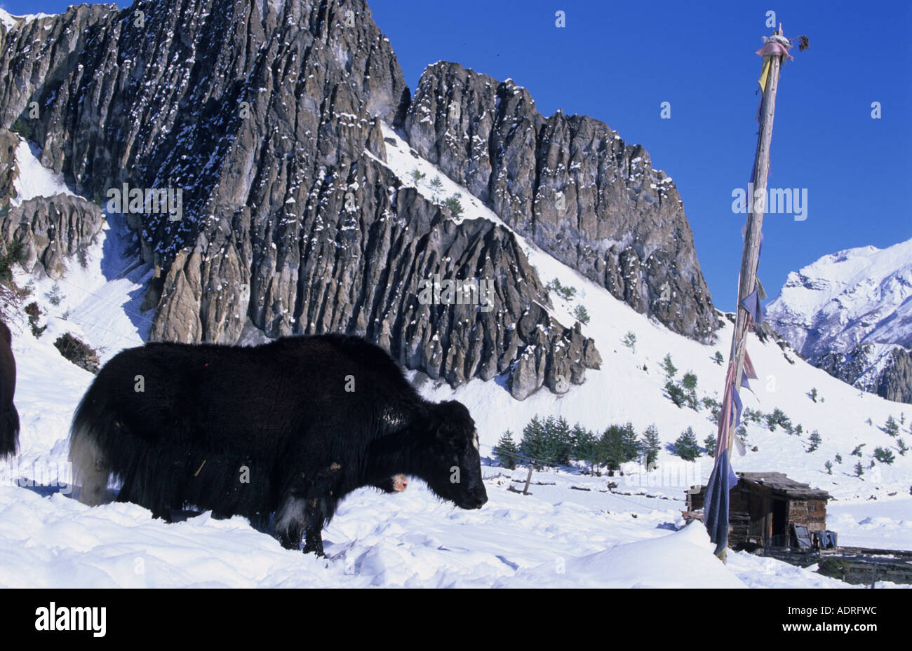 Yak Bos mufus grunniens wads deep in snow Braga surroundings in Annapurna Conservation Area Nepal Stock Photo