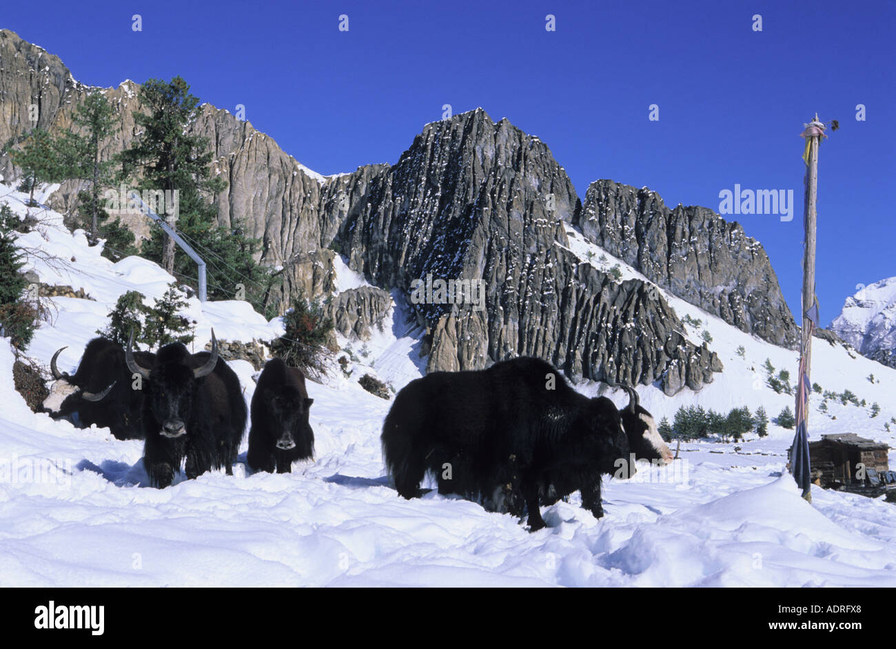 Yaks Bos mufus grunniens wad deep in snow Braga surroundings in Annapurna Conservation Area Nepal Stock Photo