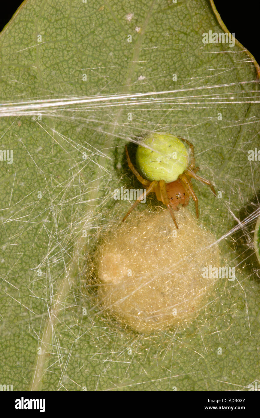 Orb weaver spider araneidae egg sac hires stock photography and images