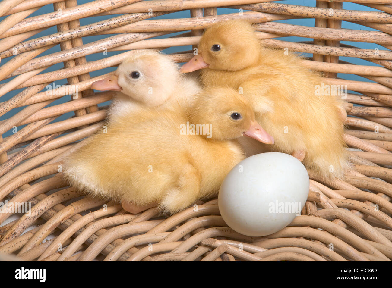 Newly hatched Ducklings with one unhatched Egg Stock Photo
