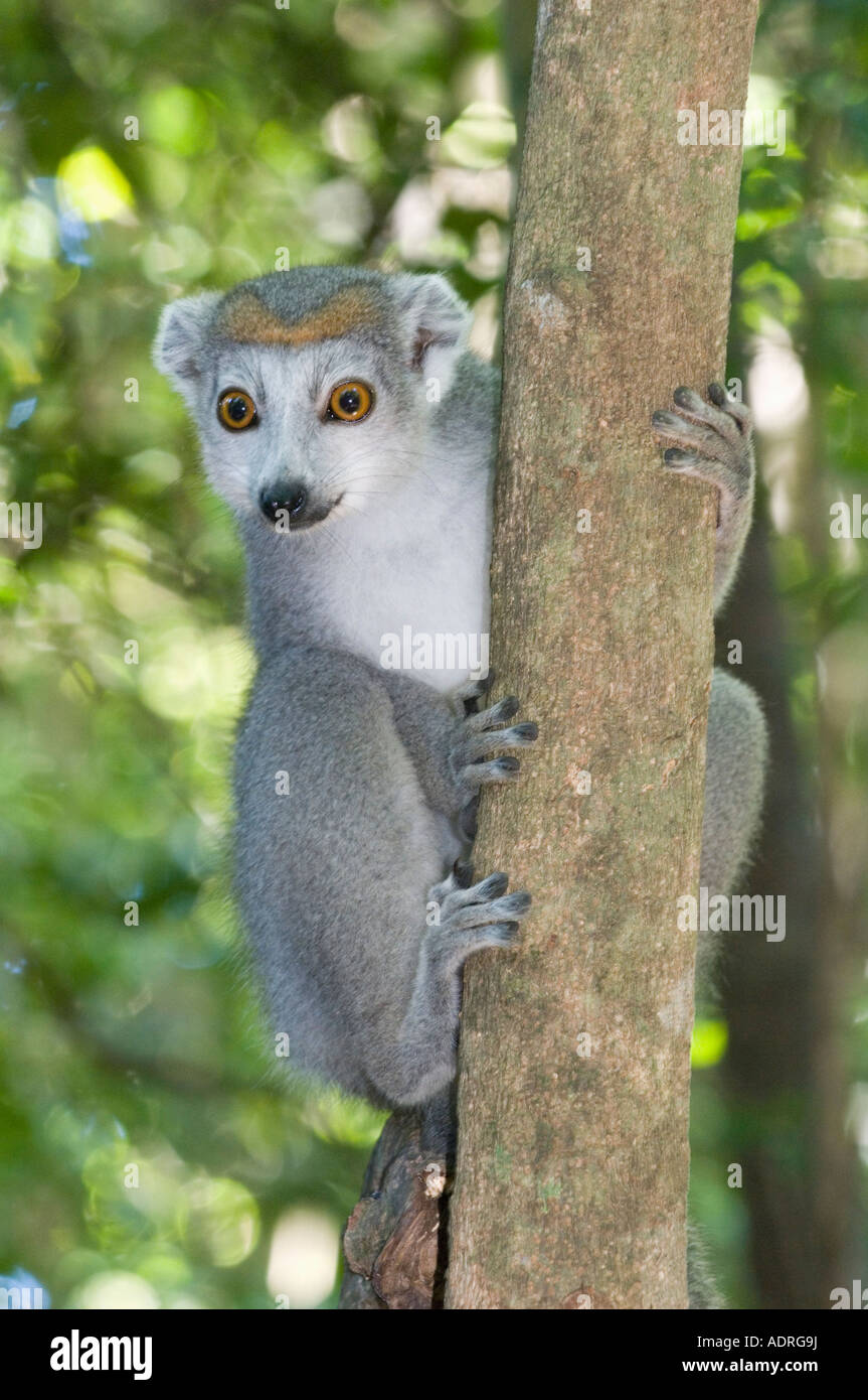 Crowned Lemur (Eulemur coronatus) Female in tree, WILD, Ankarana National Park, Northern Madagascar Stock Photo