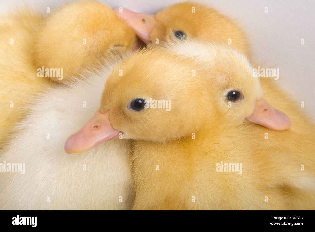 Newly Hatched Ducklings in Closeup Stock Photo