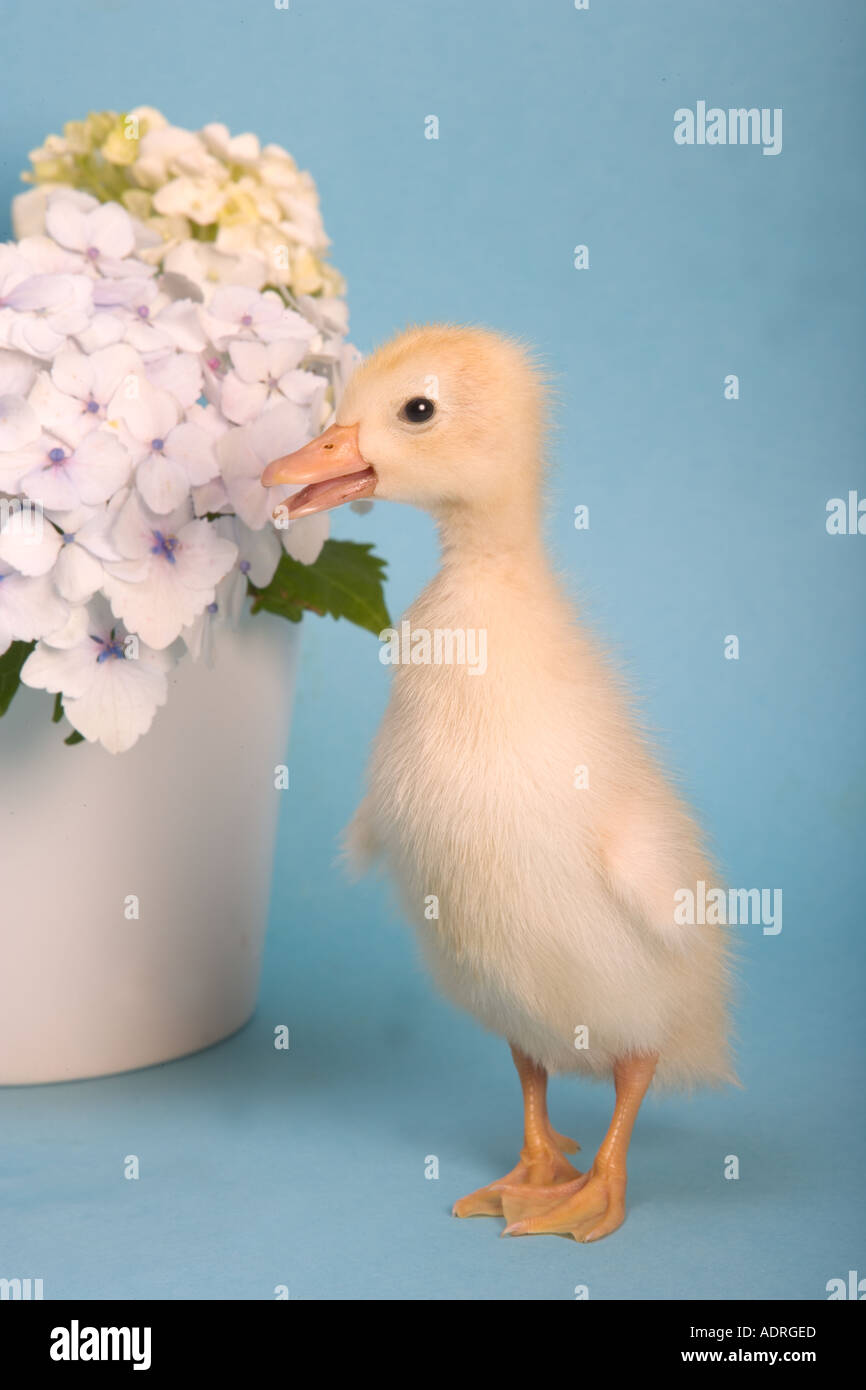 Newly Hatched Duckling and Flowers Stock Photo