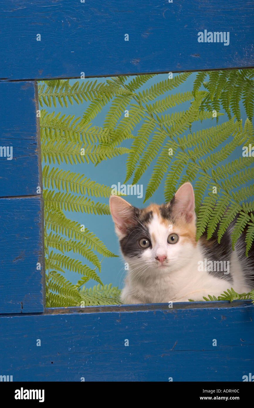 Blue tortoiseshell hi-res stock photography and images - Alamy