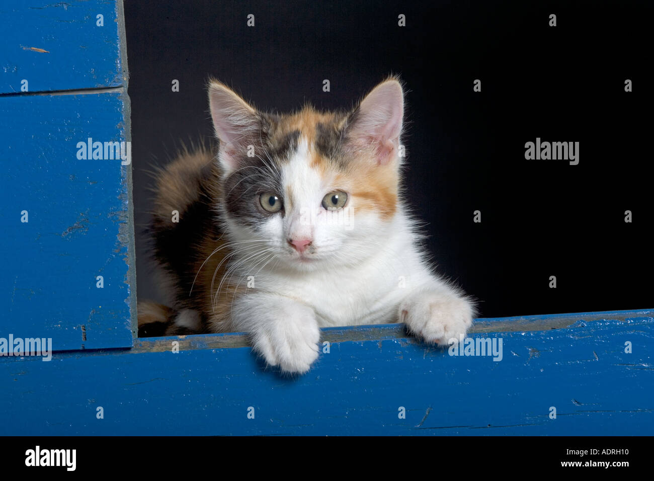 Tortoiseshell Kitten portrait Stock Photo
