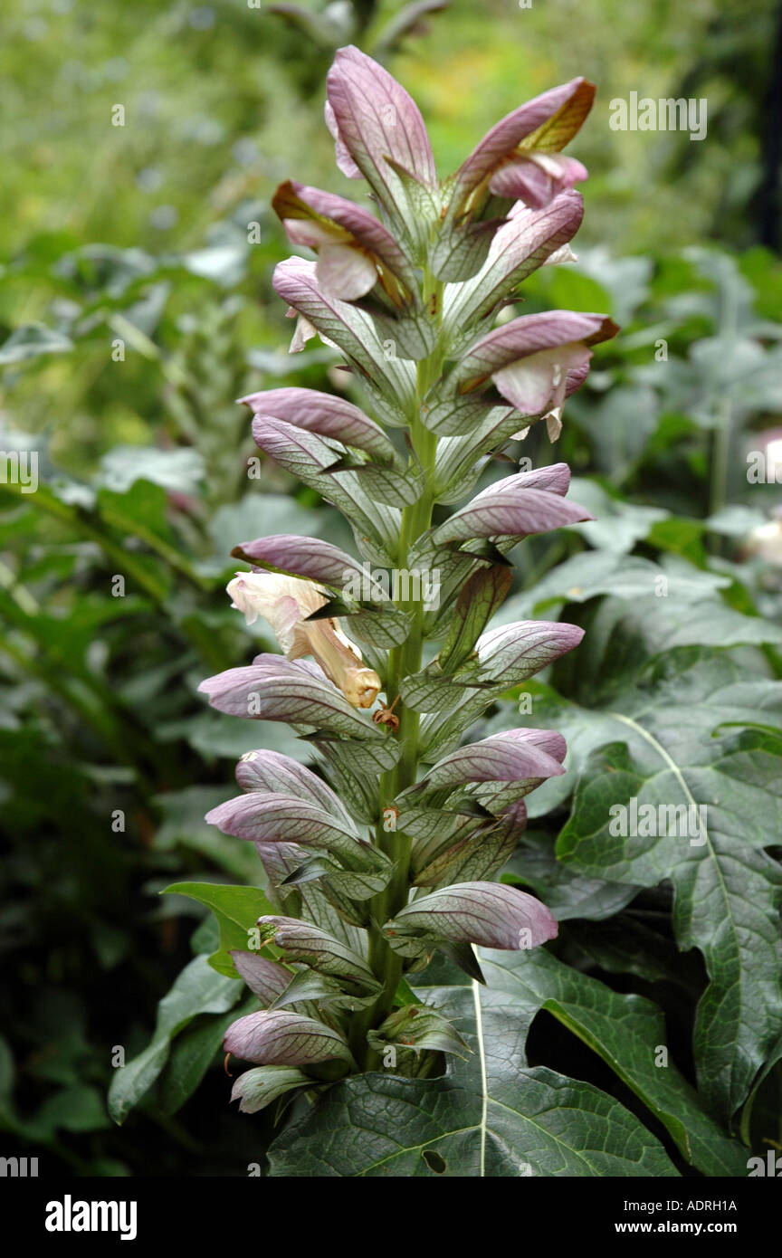 Acanthus leaf border hi-res stock photography and images - Alamy