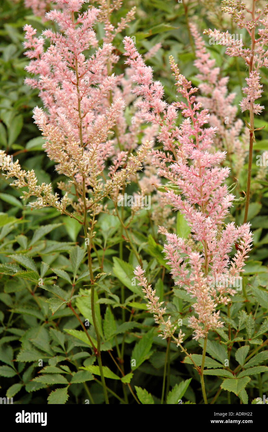 Chinese astilbe Astilbe chinensis Stock Photo