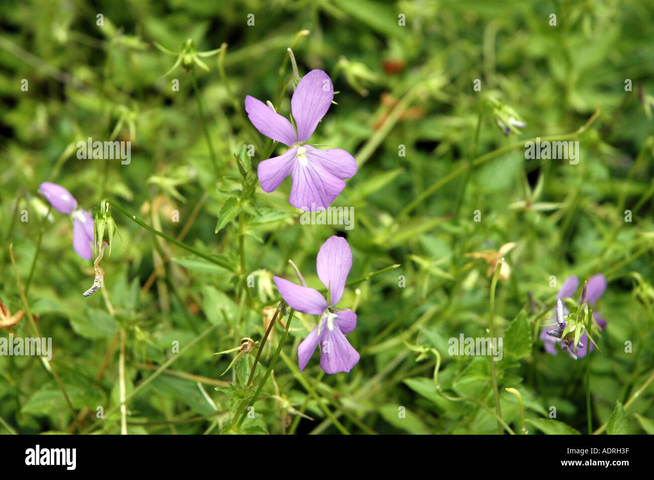 Horned Violet Viola cornuta Stock Photo