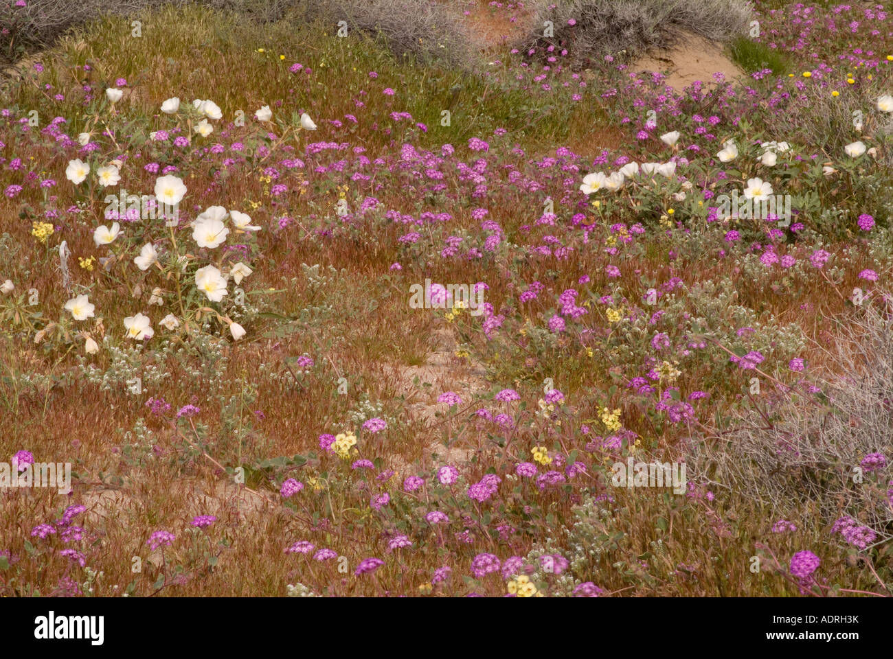 Anza Borrego Desert Flower Bloom of 2005 Stock Photo Alamy