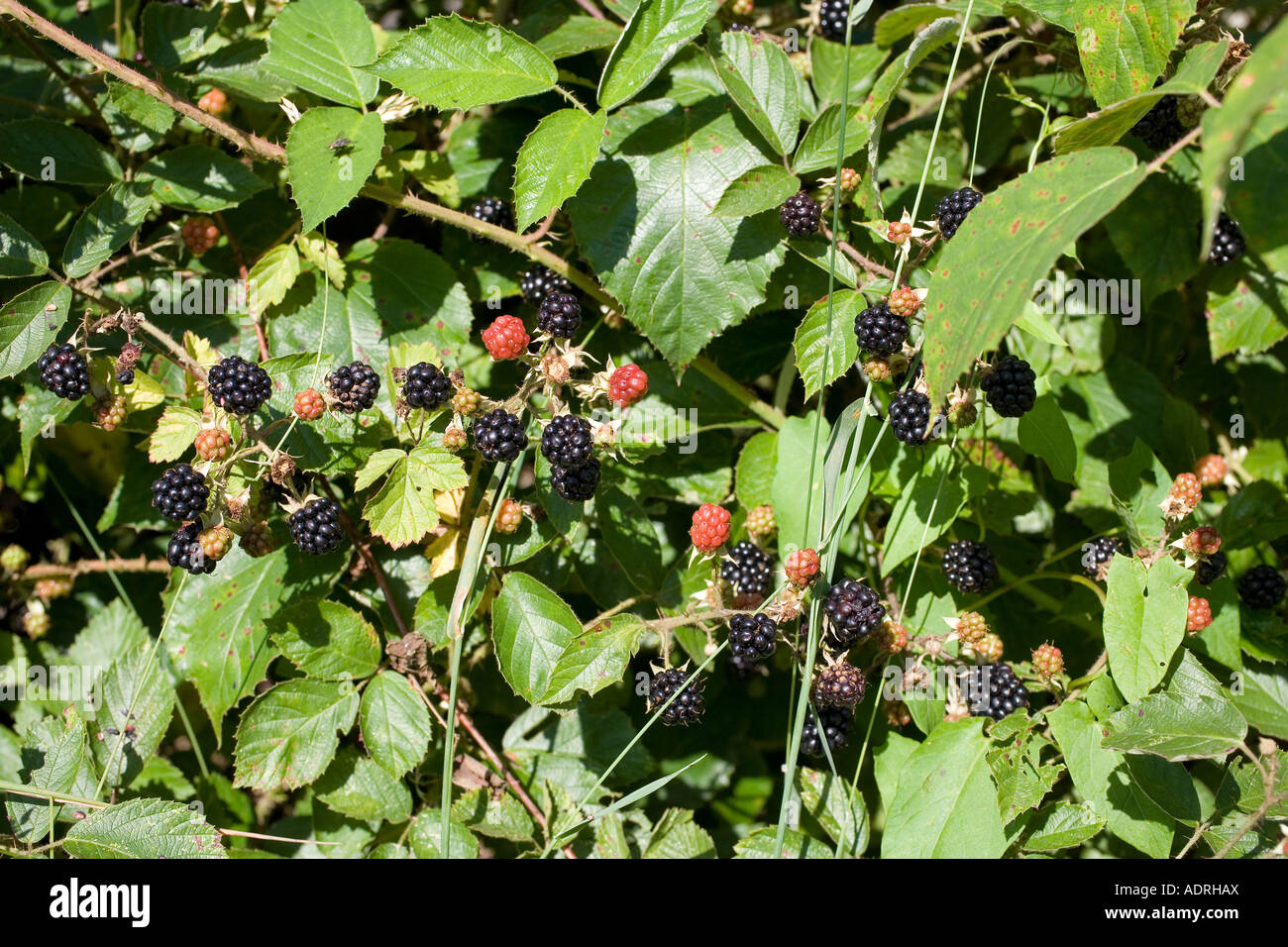 Blackberries on the bush Stock Photo Alamy