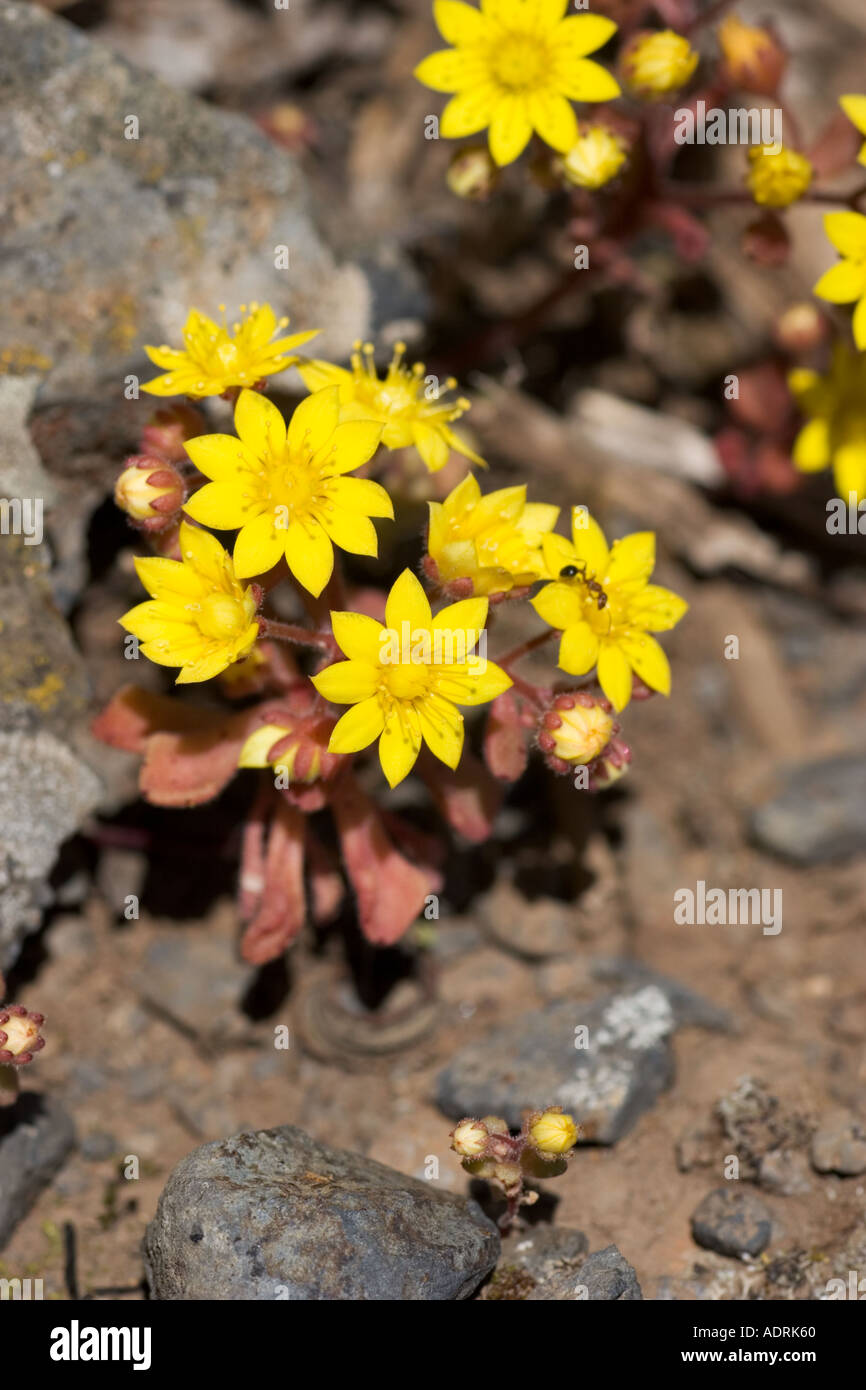 Aichryson punctatum Canary Islands La Gomera Stock Photo