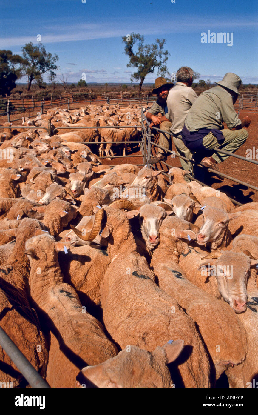 Drafting merino sheep [South Australia] Stock Photo