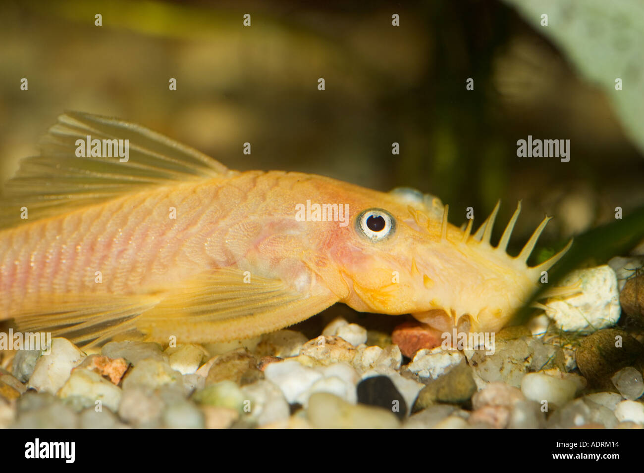 Pleco Yellow Ancistrus Ancistrus sp temminickii L 144 Stock Photo