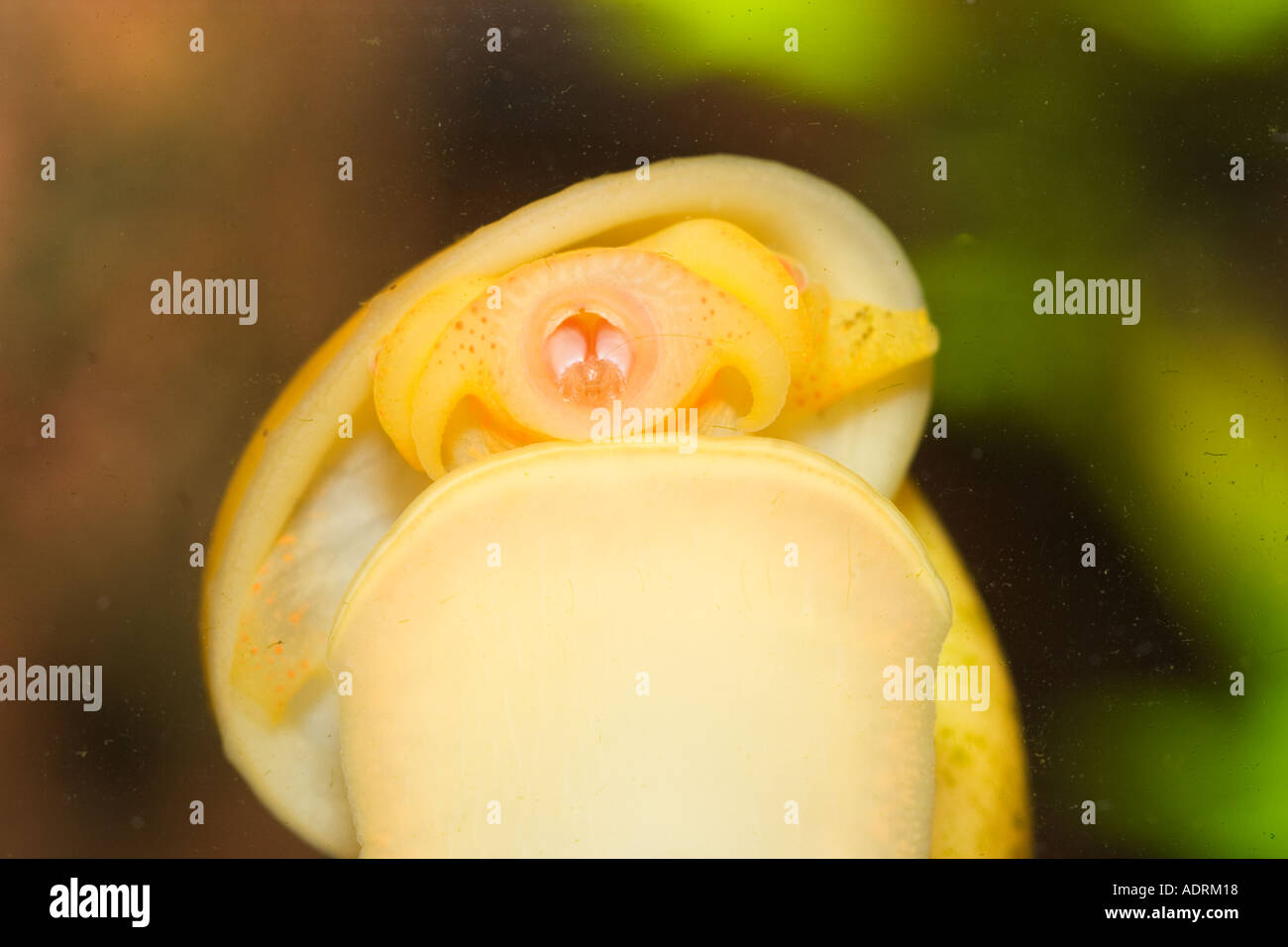 apple snail Pomacea bridgesii Stock Photo