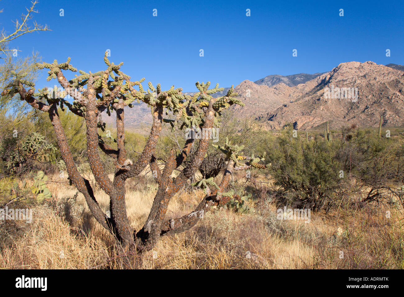 Cactus and trees growing in wash in the Sonoran Desert near Tucson Arizona Stock Photo Alamy