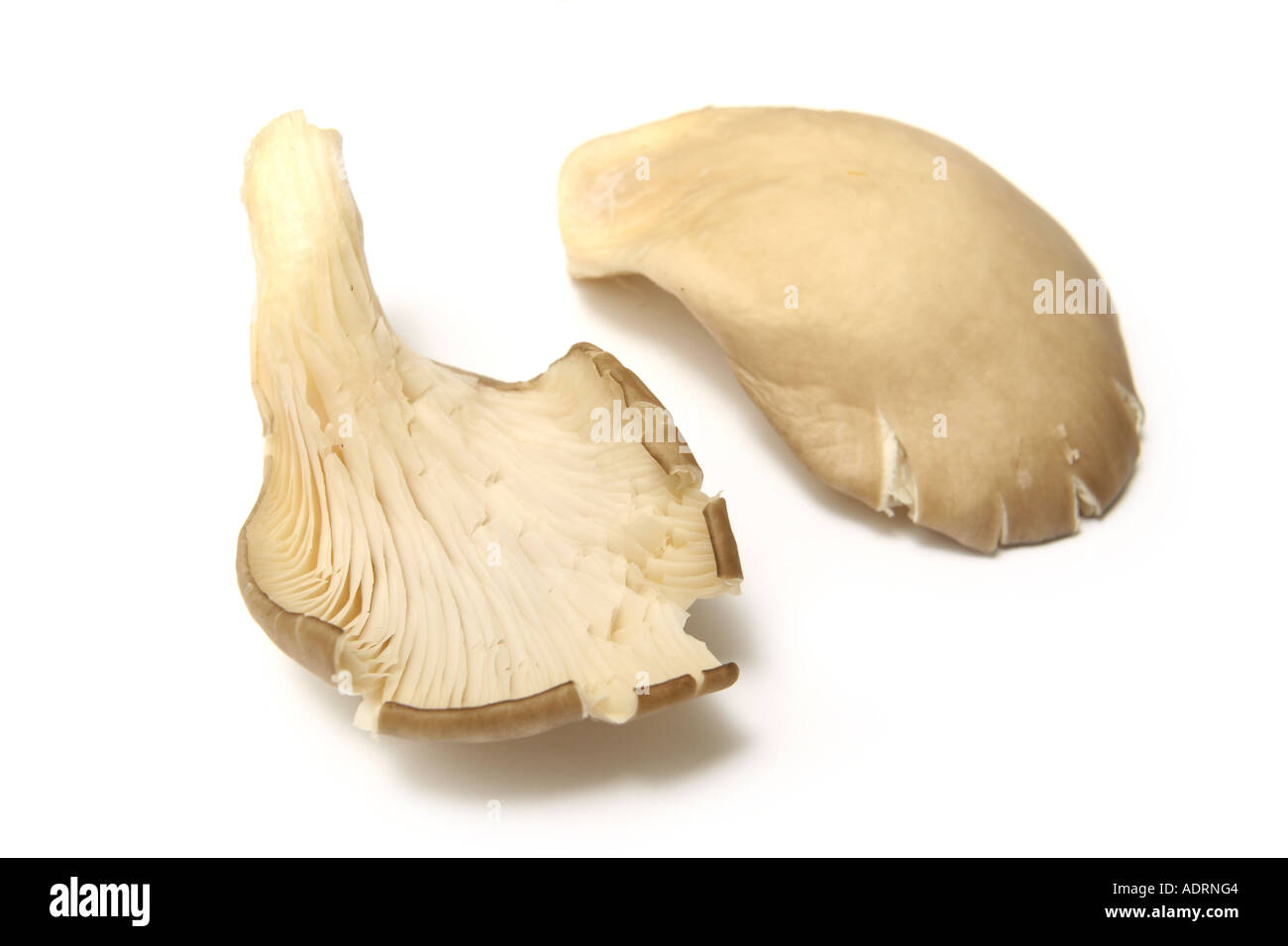 Oyster mushrooms on a white studio background Stock Photo - Alamy