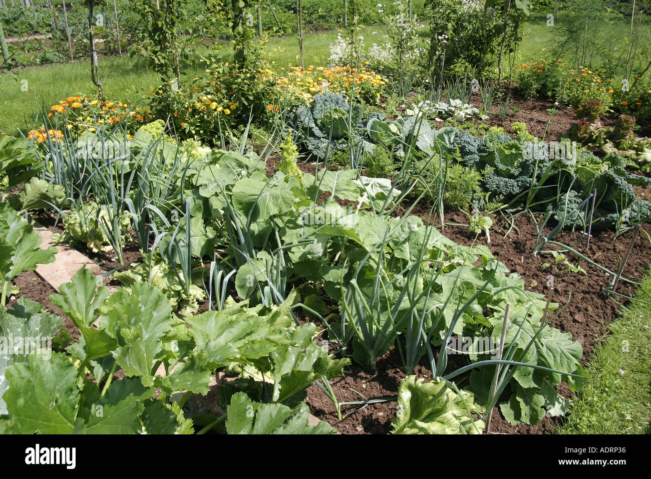 Vegetable garden with zucchini leek carrots cabbage and lettuce Stock