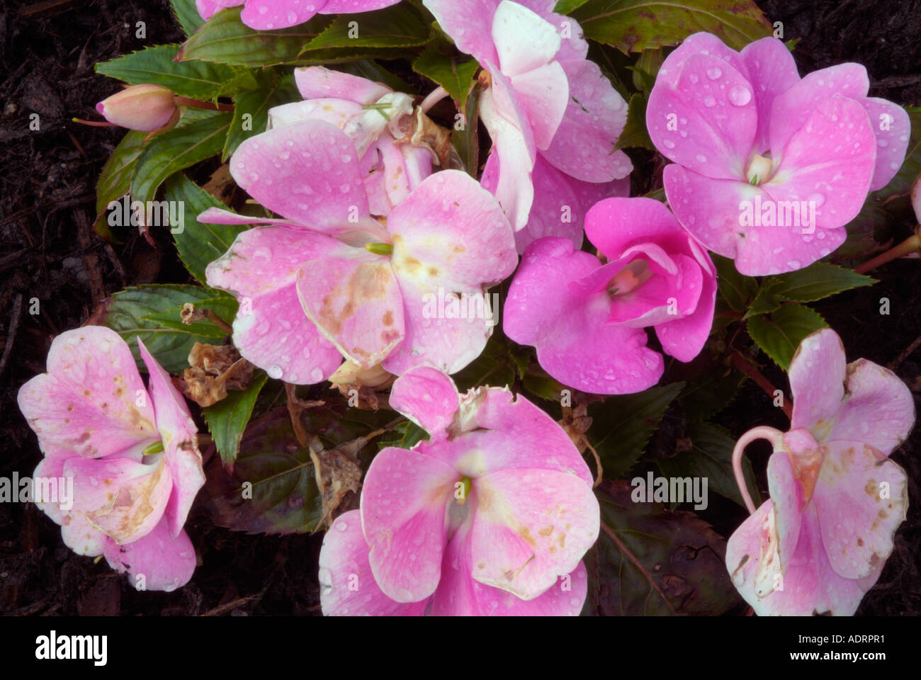 New Guinea Impatiens flowers Stock Photo Alamy