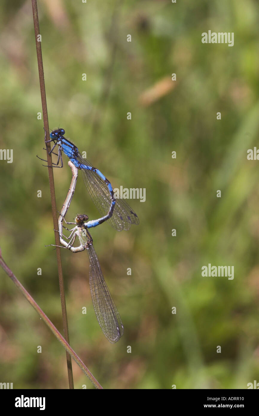 Common blue Damselfly mating Stock Photo - Alamy