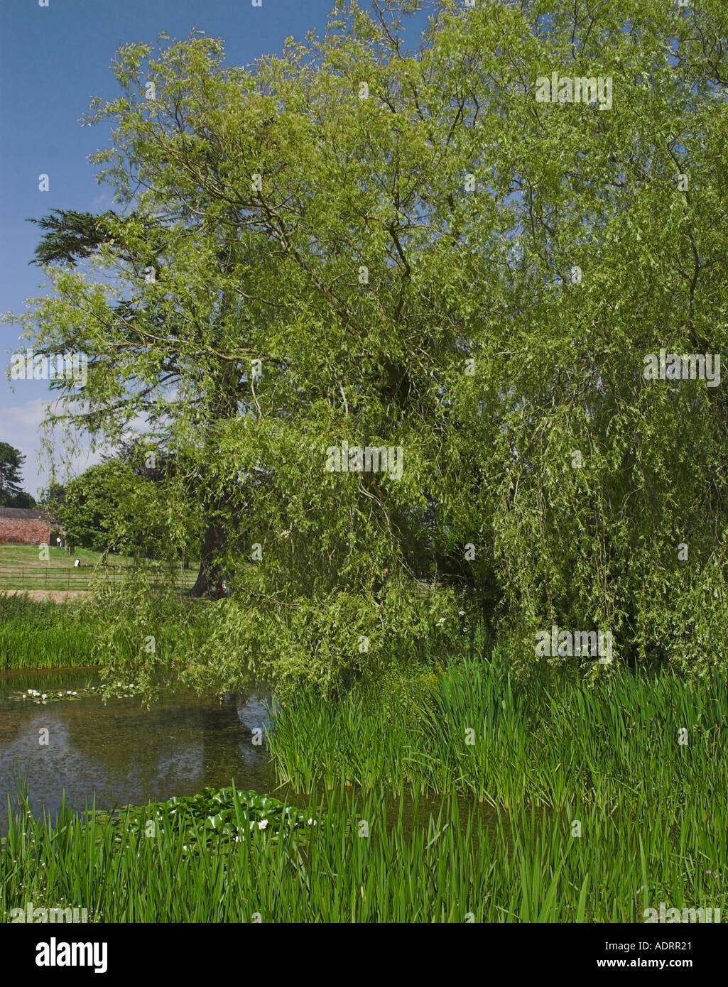 Killerton house is set in the heart of the Devonshire countryside in England Now part of the National Trust Stock Photo