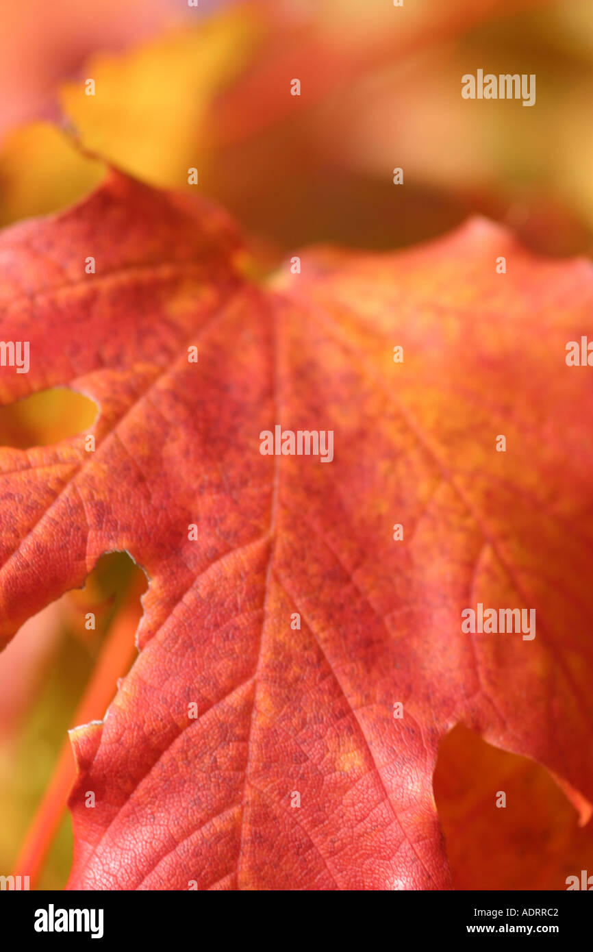 Red leaf of autumn in the English Countryside Stock Photo