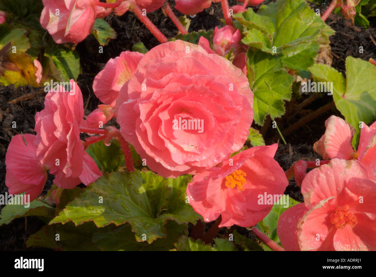 Non stop begonia hi-res stock photography and images Alamy