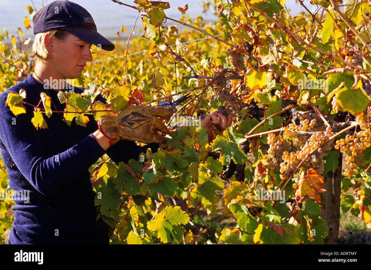 Harvesting wine grapes, Australia Stock Photo Alamy