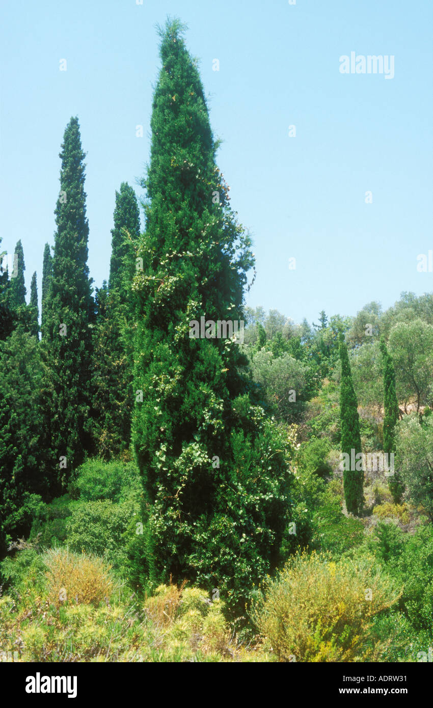 Cyprus Trees on a Mediterranean hillside Stock Photo - Alamy