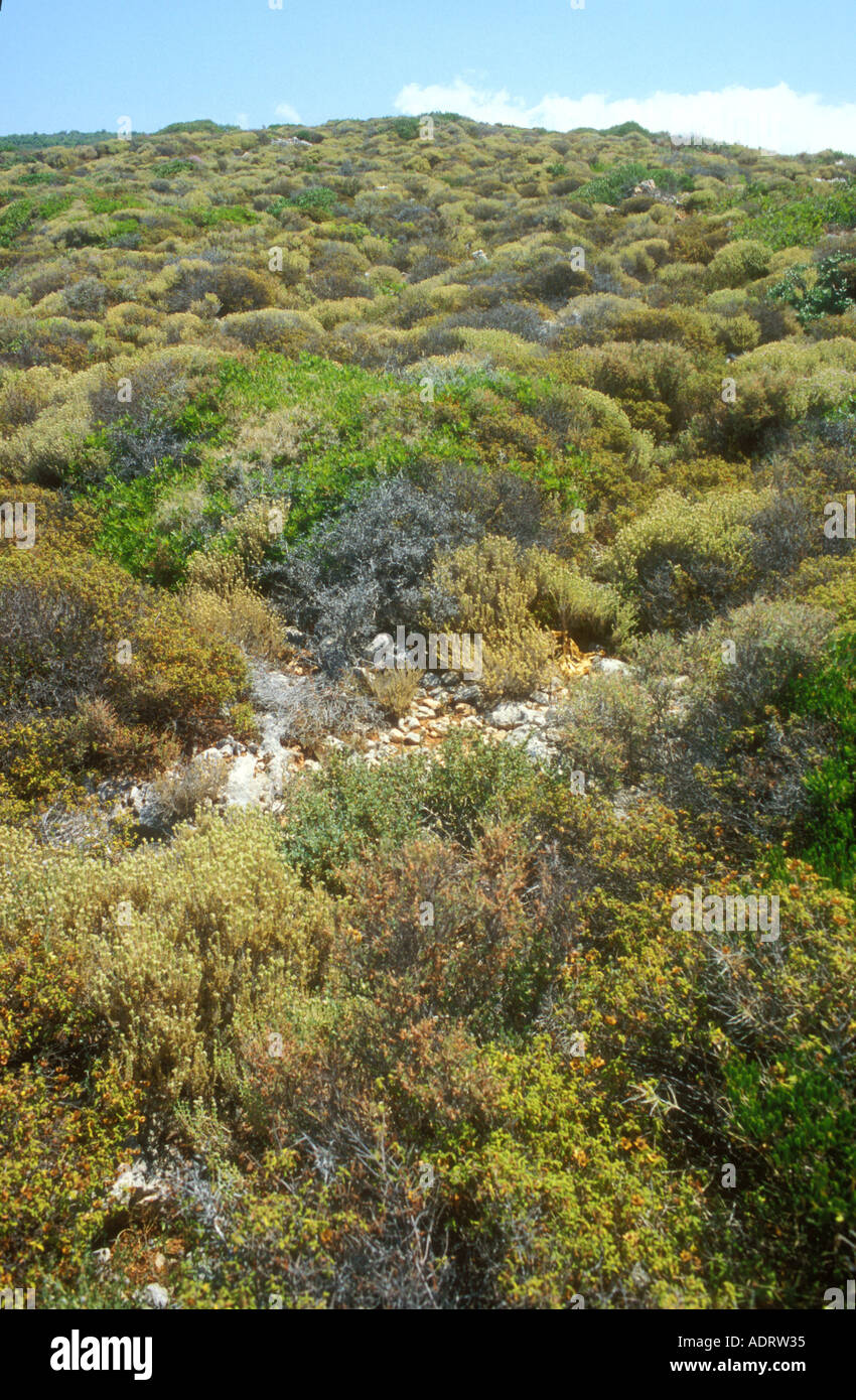 An area of garrigue habitat on a Greek Island Stock Photo