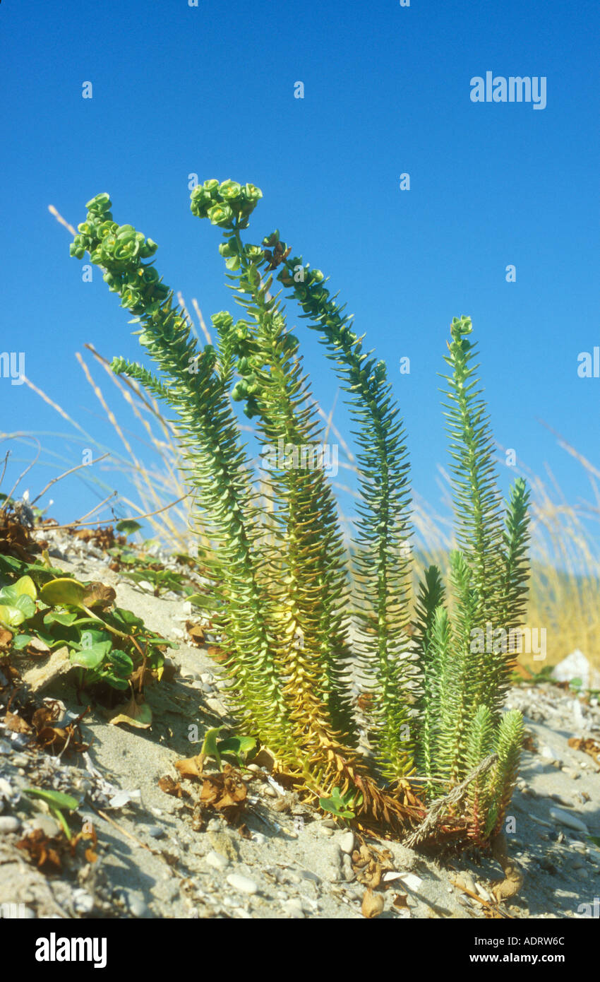 Sea Spurge Euphorbia lathyris on the edge on sand dunes Stock Photo