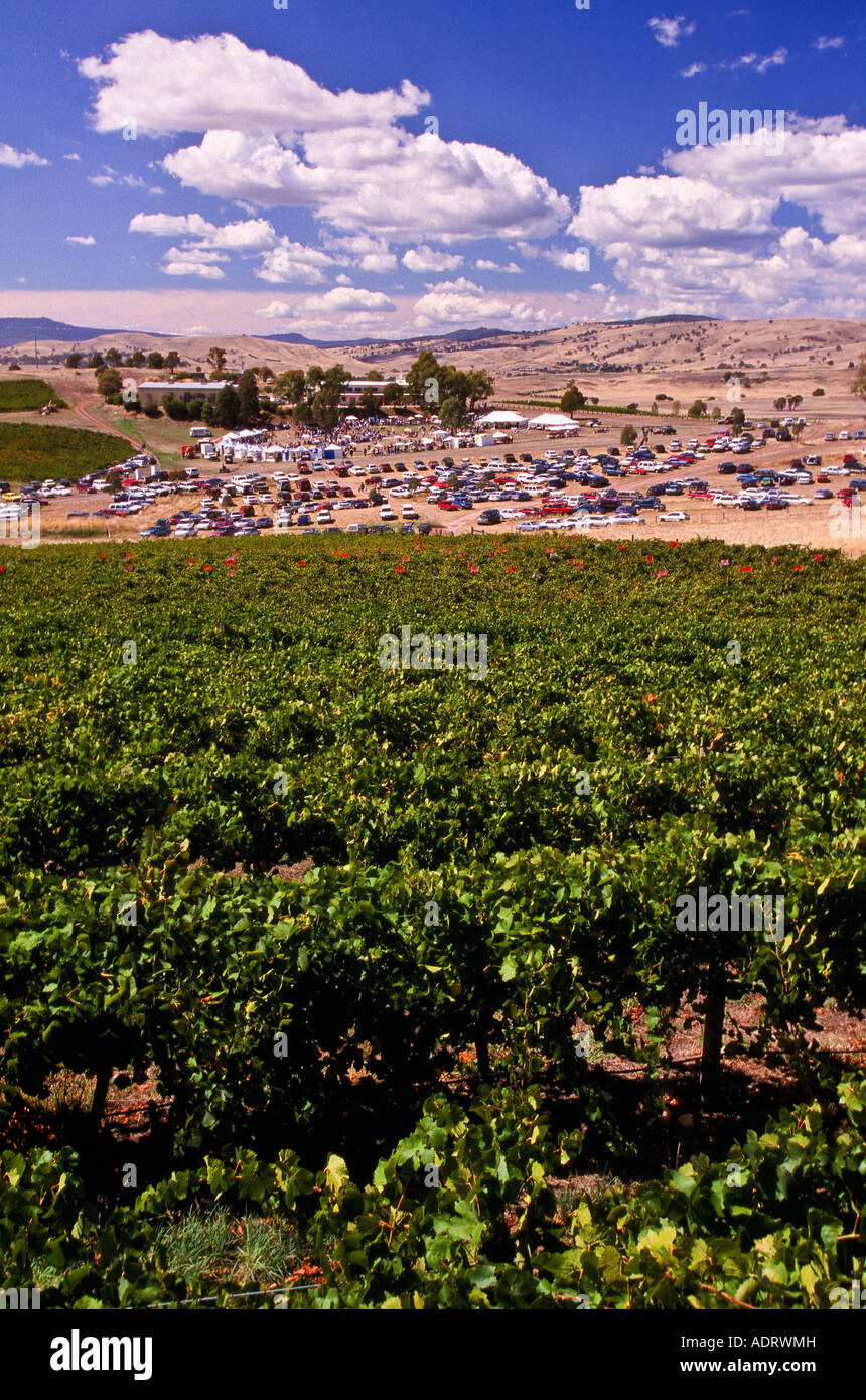 Harvest festival vineyard Stock Photo - Alamy