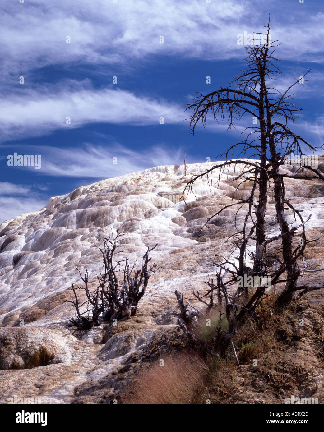 Minerva Terrace, Yellowstone National Park, Wyoming, USA Stock Photo