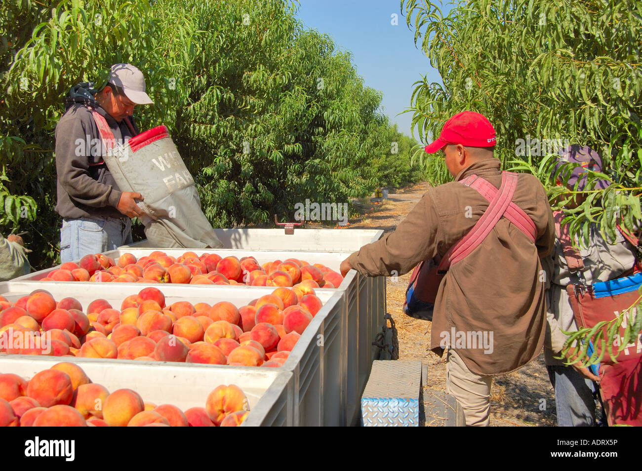 farm laborers harvest peaches prunus persica in a peach orchard near