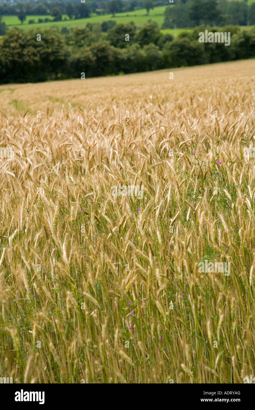 Field of ripe golden barley ready for harvesting with open landscape ...