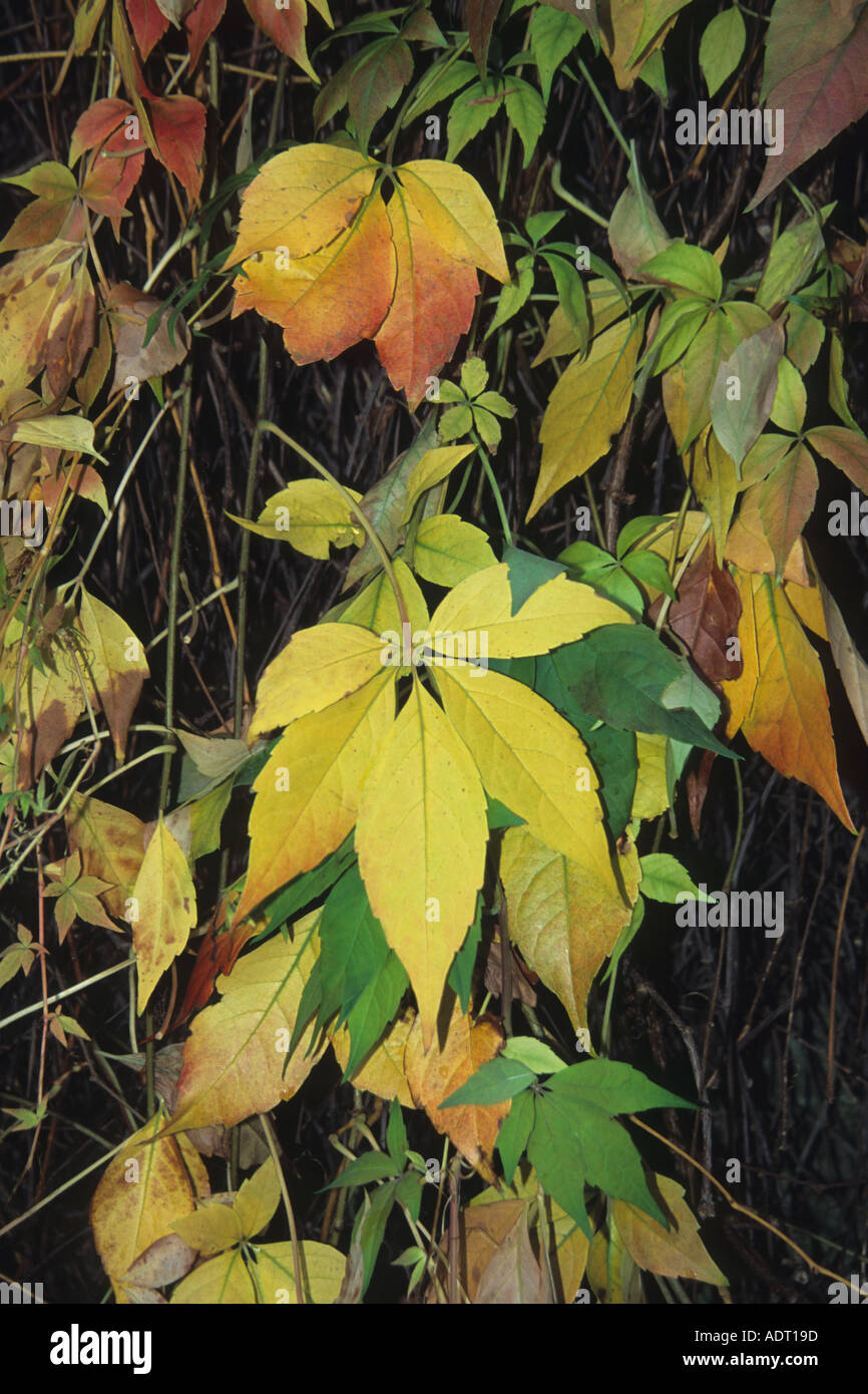 Leaves changing colour hi-res stock photography and images - Alamy