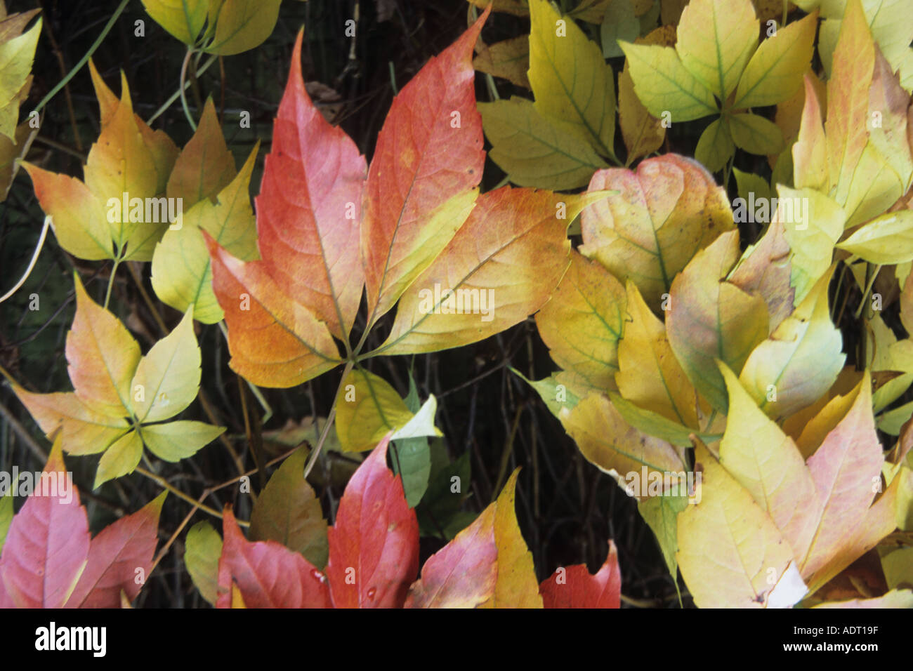 Autumn leaves Stock Photo