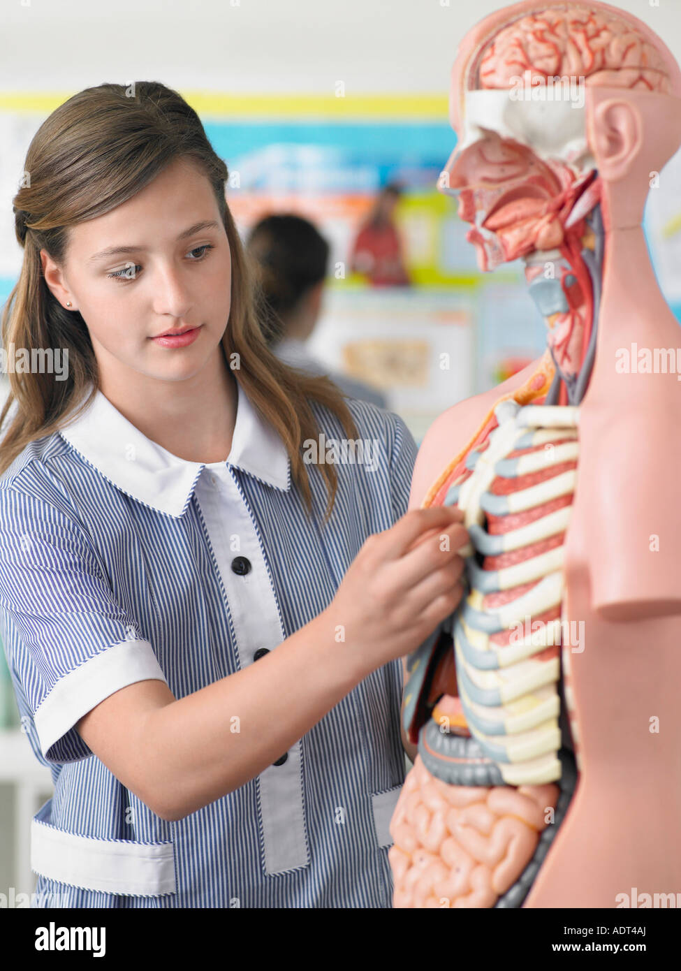 High school student examining part of anatomical model, in classroom Stock Photo Alamy